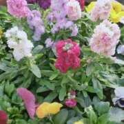 ヒメ日記 2024/12/26 07:49 投稿 はつね 奥様鉄道69 東京店