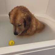 ヒメ日記 2025/02/03 08:51 投稿 はつね 奥様鉄道69 東京店