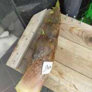 ヒメ日記 2025/05/06 16:56 投稿 はつね 奥様鉄道69 東京店