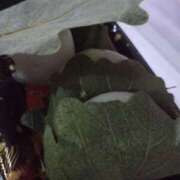 ヒメ日記 2025/05/07 14:06 投稿 はつね 奥様鉄道69 東京店