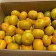 ヒメ日記 2025/06/29 07:19 投稿 はつね 奥様鉄道69 東京店