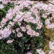 ヒメ日記 2025/04/13 09:22 投稿 加瀬 あゆむ 人妻セレブ宮殿