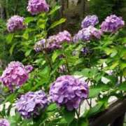 ヒメ日記 2025/06/13 23:17 投稿 加瀬 あゆむ 人妻セレブ宮殿