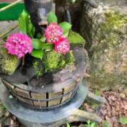 ヒメ日記 2025/06/01 12:25 投稿 水澤 友里 人妻セレブ宮殿