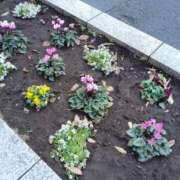 ヒメ日記 2024/12/21 09:49 投稿 あずき 奥鉄オクテツ東京店（デリヘル市場）