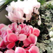 ヒメ日記 2025/03/01 09:26 投稿 あずき 奥鉄オクテツ東京店（デリヘル市場）