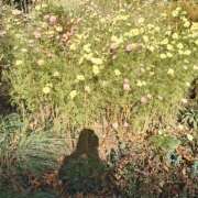 ヒメ日記 2025/12/02 10:30 投稿 あずき 奥鉄オクテツ東京店（デリヘル市場）