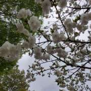 ヒメ日記 2025/04/01 21:05 投稿 かすみ シャトーペトラ