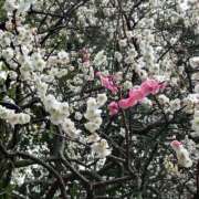 ヒメ日記 2026/03/25 13:21 投稿 らんか 池袋サンキュー