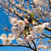 ヒメ日記 2025/04/09 20:22 投稿 しょう 湯房 湯島御殿