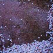 ヒメ日記 2025/04/20 20:43 投稿 しょう 湯房 湯島御殿