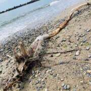 ヒメ日記 2025/07/03 09:53 投稿 しょう 湯房 湯島御殿