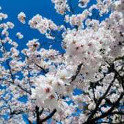 ヒメ日記 2026/04/09 16:31 投稿 しょう 湯房 湯島御殿