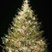 ヒメ日記 2024/12/15 09:41 投稿 あお 湯房 湯島御殿