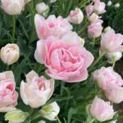 ヒメ日記 2025/04/11 23:00 投稿 あお 湯房 湯島御殿