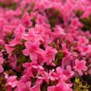 ヒメ日記 2025/05/16 15:57 投稿 あお 湯房 湯島御殿