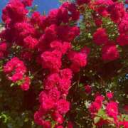 ヒメ日記 2025/05/20 07:31 投稿 あお 湯房 湯島御殿