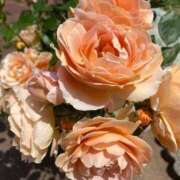 ヒメ日記 2025/05/24 09:07 投稿 あお 湯房 湯島御殿