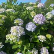 ヒメ日記 2025/05/27 09:15 投稿 あお 湯房 湯島御殿