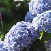 ヒメ日記 2025/07/04 16:13 投稿 あお 湯房 湯島御殿