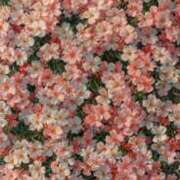 ヒメ日記 2025/10/11 09:20 投稿 あお 湯房 湯島御殿