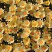 ヒメ日記 2025/10/25 09:21 投稿 あお 湯房 湯島御殿