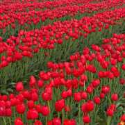 ヒメ日記 2026/03/19 09:47 投稿 あお 湯房 湯島御殿