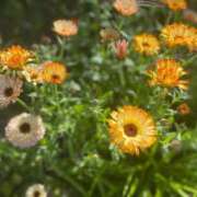 ヒメ日記 2026/03/28 06:58 投稿 あお 湯房 湯島御殿