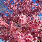 ヒメ日記 2026/04/08 10:24 投稿 あお 湯房 湯島御殿