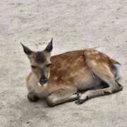 ヒメ日記 2025/07/06 15:52 投稿 来栖　あかり エテルナ京都