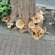 ヒメ日記 2025/10/04 16:35 投稿 みゆう 艶熟妻 京都店