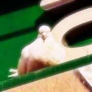 ヒメ日記 2025/12/18 09:07 投稿 真帆 TSUBAKI(つばき)土浦店