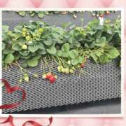 ヒメ日記 2025/04/28 00:35 投稿 葉山くみ 人妻家 川越