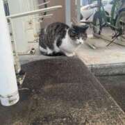 ヒメ日記 2026/01/28 08:06 投稿 ナルミ バニーコレクション秋田店