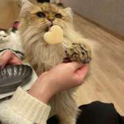 ヒメ日記 2026/03/09 12:03 投稿 ナルミ バニーコレクション秋田店