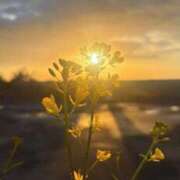 ヒメ日記 2026/04/17 12:09 投稿 ナルミ バニーコレクション秋田店