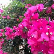 ヒメ日記 2026/04/18 12:24 投稿 ナルミ バニーコレクション秋田店