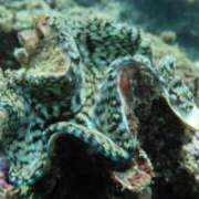 ヒメ日記 2025/06/18 22:03 投稿 りょう 南国ラブストーリー宮古島