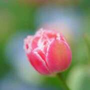 ヒメ日記 2025/02/18 11:45 投稿 土屋まなみ ローテンブルク