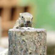 ヒメ日記 2025/02/21 12:45 投稿 土屋まなみ ローテンブルク