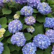 ヒメ日記 2025/05/30 20:30 投稿 土屋まなみ ローテンブルク