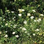 ヒメ日記 2025/07/05 06:45 投稿 土屋まなみ ローテンブルク