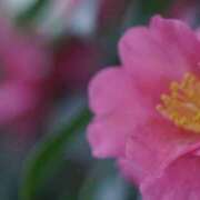 ヒメ日記 2025/10/11 06:00 投稿 土屋まなみ ローテンブルク