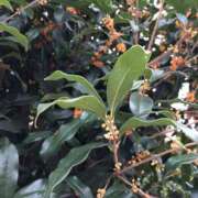 ヒメ日記 2025/10/24 12:15 投稿 土屋まなみ ローテンブルク