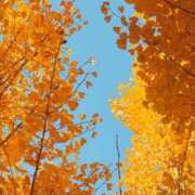 ヒメ日記 2025/11/22 08:57 投稿 土屋まなみ ローテンブルク