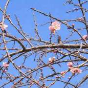 土屋まなみ 明日、出勤します^_^ ローテンブルク