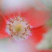 ヒメ日記 2026/03/01 14:12 投稿 土屋まなみ ローテンブルク