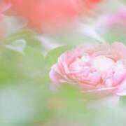 ヒメ日記 2026/03/27 10:23 投稿 土屋まなみ ローテンブルク