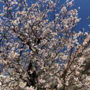 ヒメ日記 2026/04/03 18:11 投稿 土屋まなみ ローテンブルク