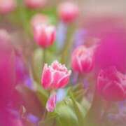 ヒメ日記 2026/04/25 06:14 投稿 土屋まなみ ローテンブルク